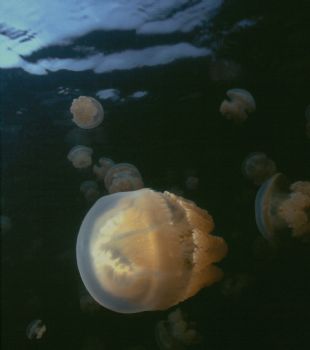 Jellies Everywhere!  Taken while snorkeling at Jellyfish ... by Beverly J. Speed 
